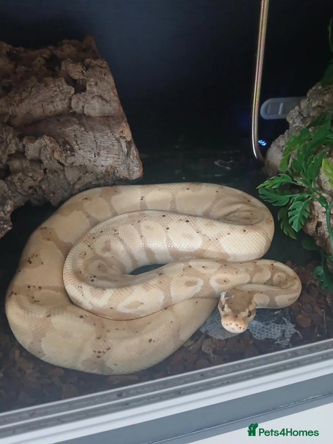 Python Snake reptiles for sale: Banana Morph Royal Python - Advert 1
