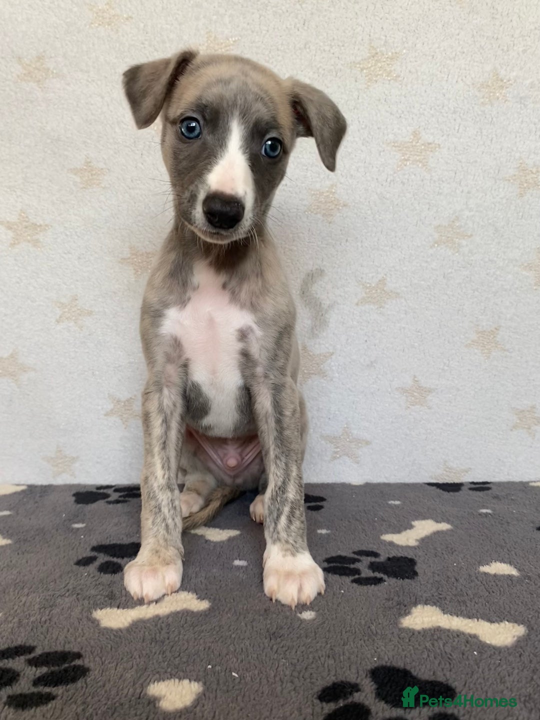 Whippet dogs for sale: 🐾✨ Exceptional Brindle Whippet Puppies✨🐾 - Advert 15