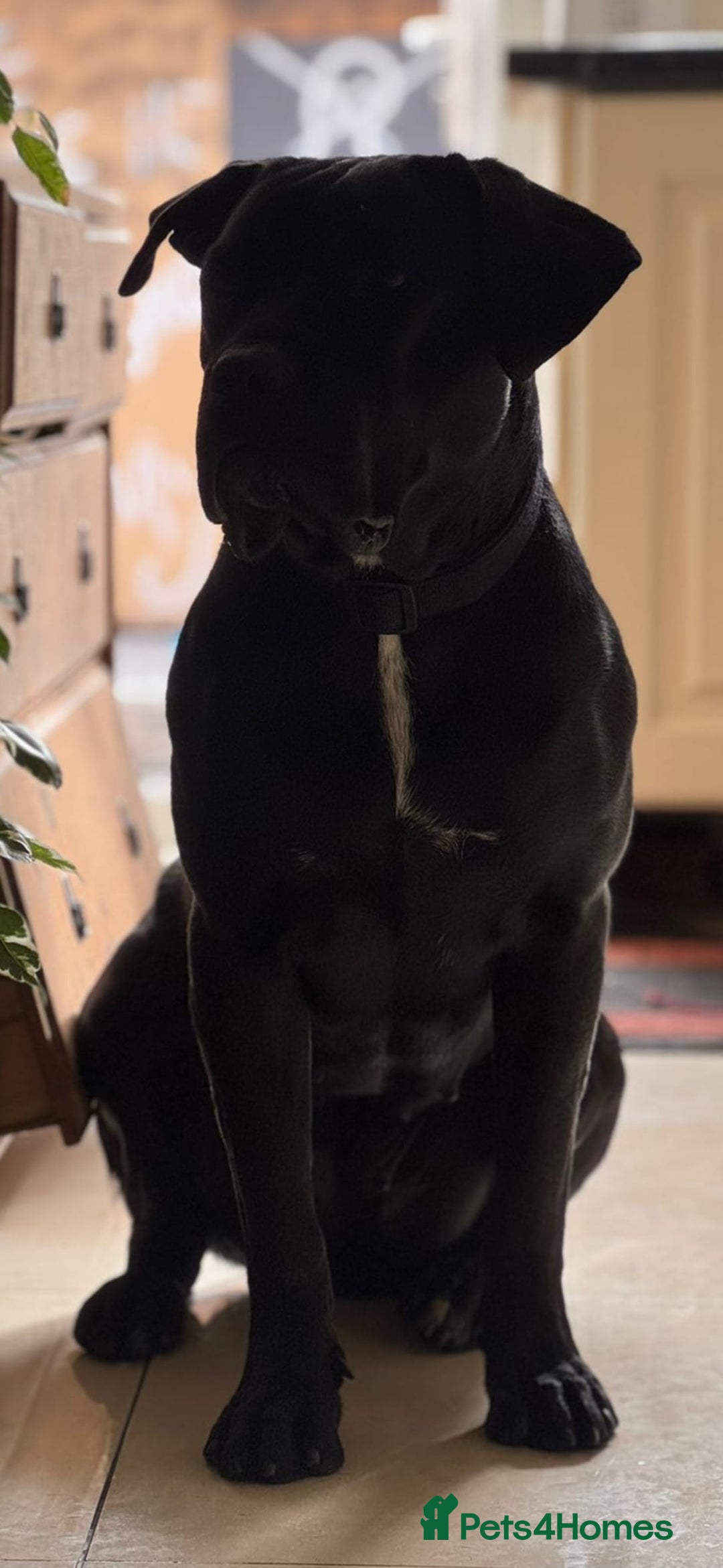 Cane Corso dogs for sale: Russian/Romanian cane Corso pup  - Advert 5