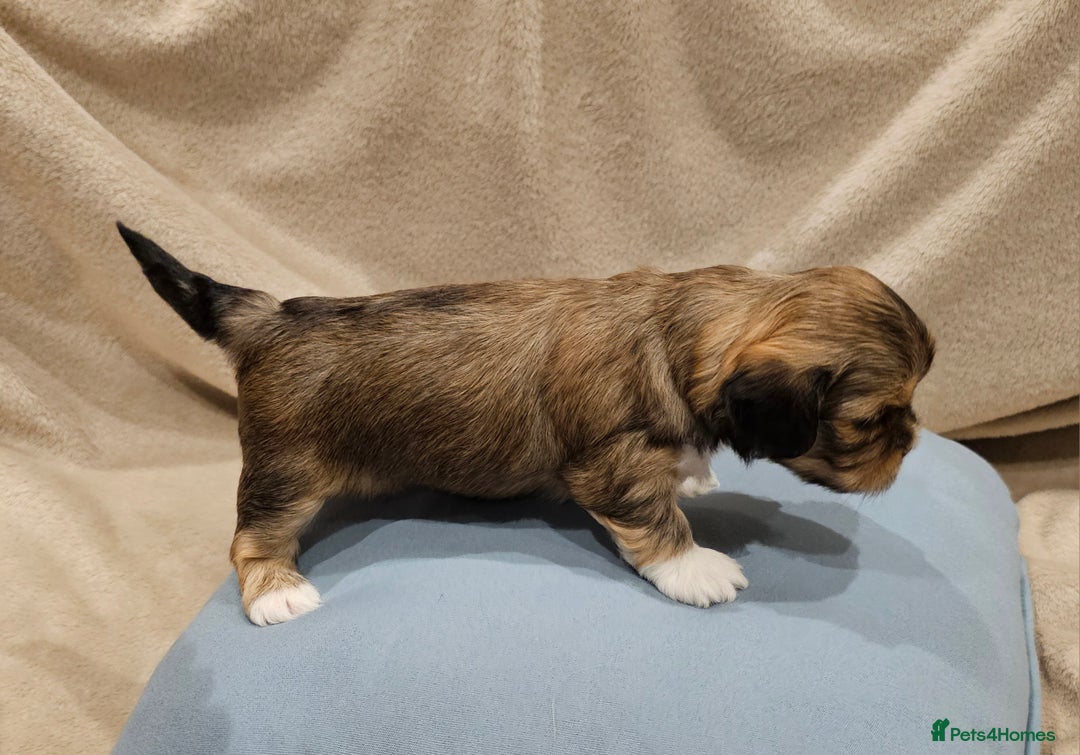 Lhasa Apso dogs for sale: Stunning pedigree Lhasa Apso Puppies - Advert 9