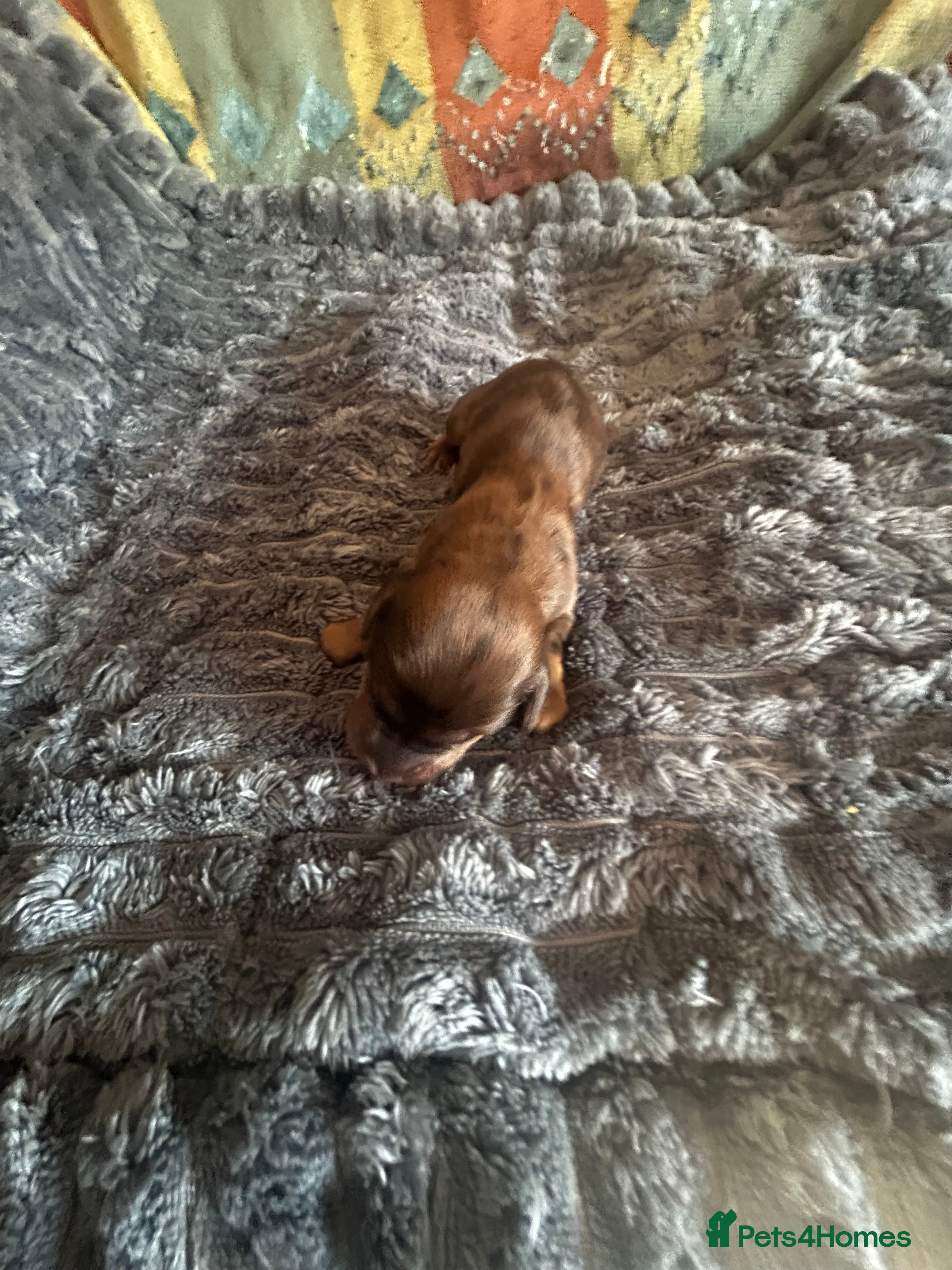 Dachshund dogs STANDARD KC REG LONGHAIRED DACHSHUNDS  - Advert 2