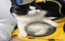 Persian cats for stud: Nice Persian ready to stud - Image 4