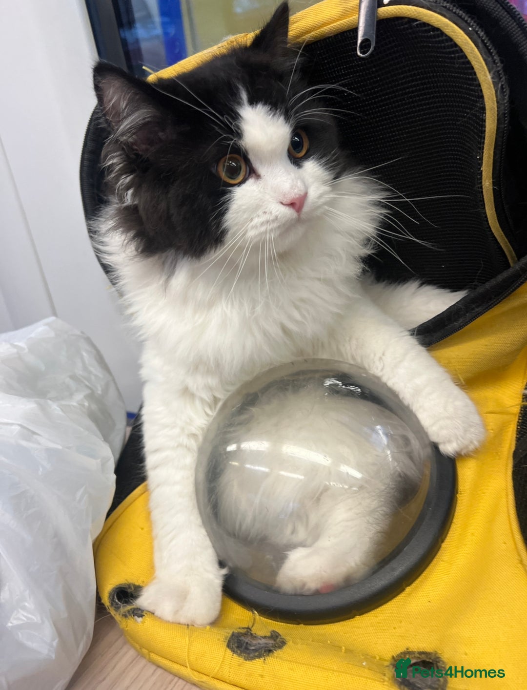 Persian cats for stud: Nice Persian ready to stud - Image 4