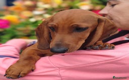 Dachshund dogs for sale: Dachshund Standard Smooth Haired in Boston - Image 1