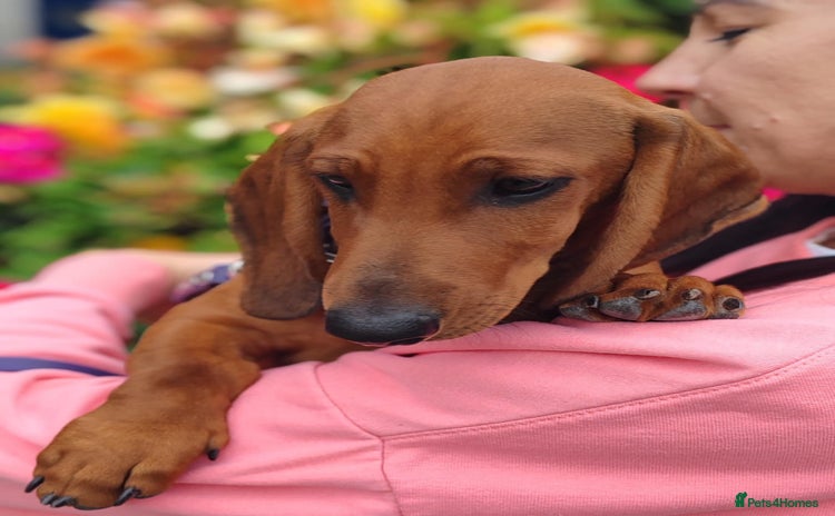 Dachshund dogs in Boston - Advert 12