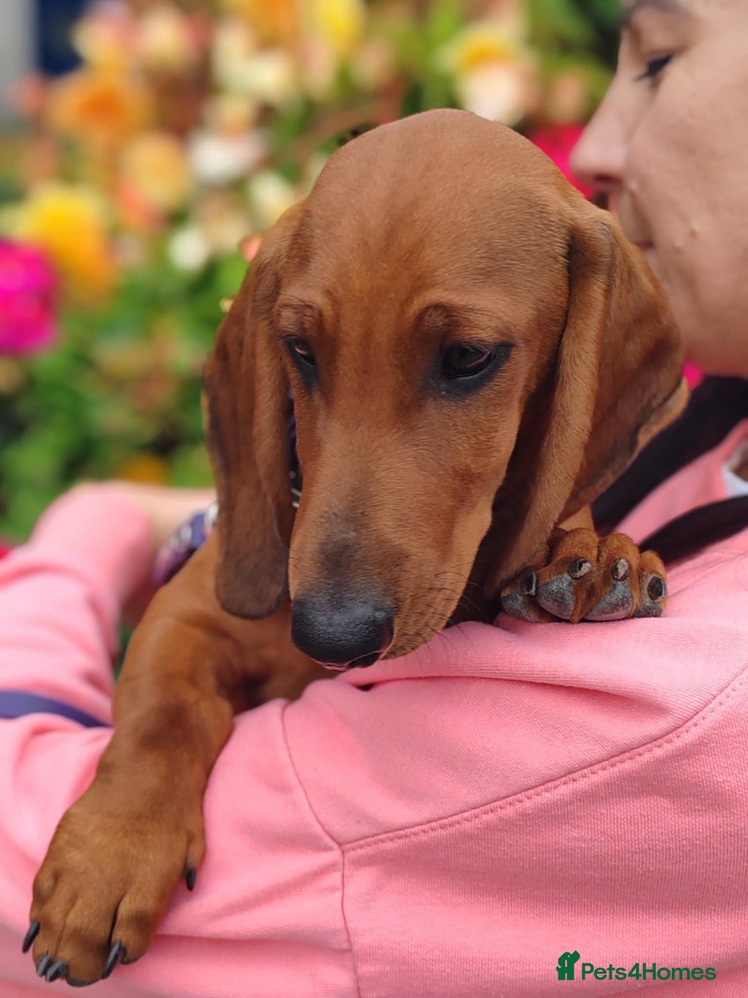 Dachshund dogs for sale: Dachshund Standard Smooth Haired in Boston - Image 1