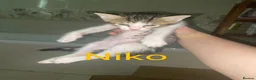 Arabian Mau cats for sale: Adopt Nico & Alex in London - Advert 9