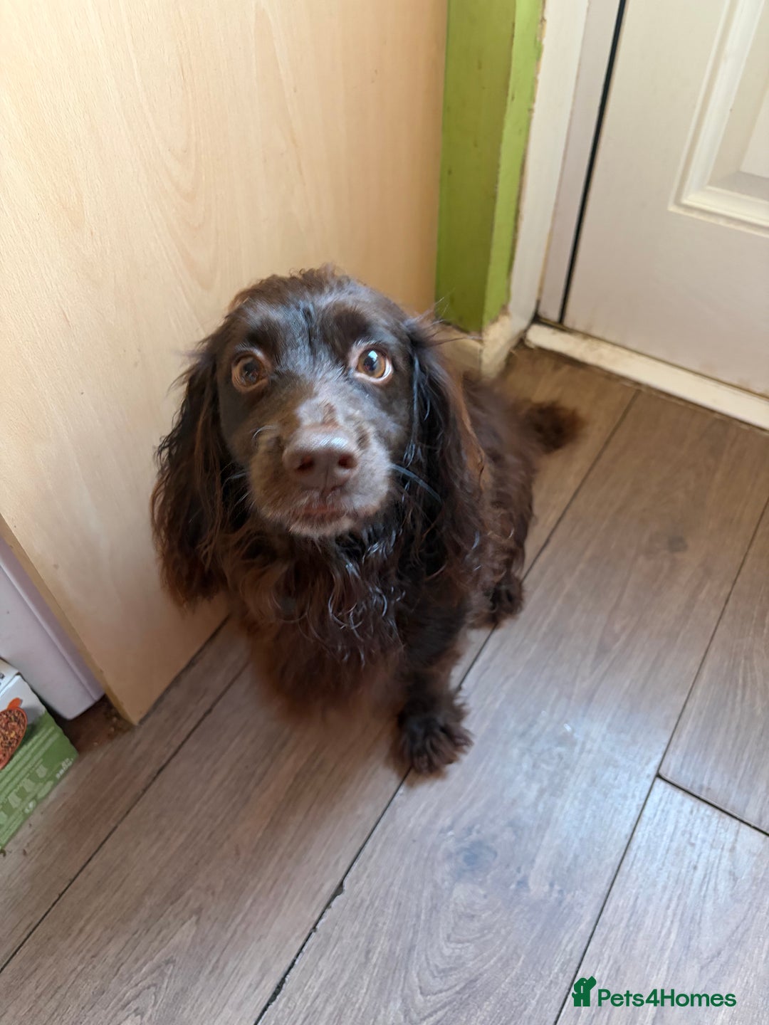 Cocker Spaniel dogs for sale: Beautiful working cocker spaniel KC registered  - Advert 11