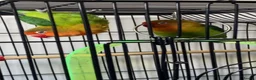 Lovebirds birds for sale: Pair of Compatible Lovebirds with Full Setup - Advert 8
