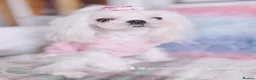 Maltese dogs for sale: 🌸adult Korean Maltese girl KC reg🌸 - Advert 1