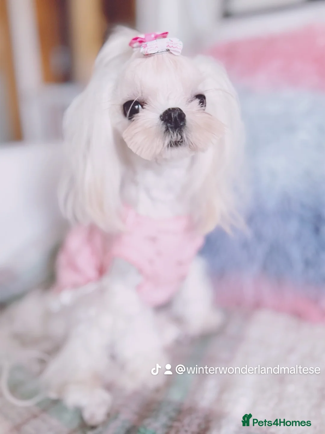 Maltese dogs for sale: 🌸adult Korean Maltese girl KC reg🌸 - Advert 1