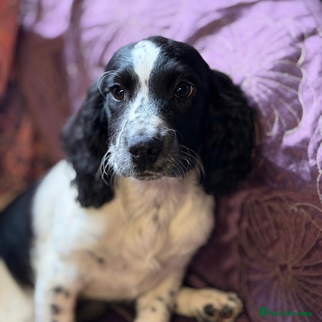 Sprocker dogs Beautiful Blue Roan Sprocker pups available.  - Advert 2