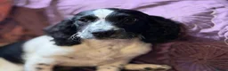 Sprocker dogs for sale: Beautiful Blue Roan Sprocker pups available.  - Advert 2