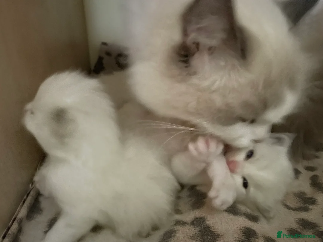 Ragdoll cats for sale: Ragdoll kittens ready to reserved  in Luton - Advert 2
