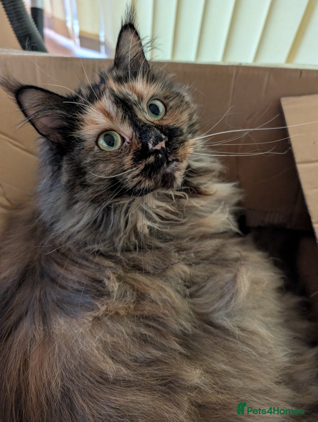 Maine Coon cats for sale: Gorgeous GCCF registered young female  - Advert 2