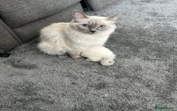 Ragdoll cats for sale: Fully health tested blue point rag doll  - Image 8