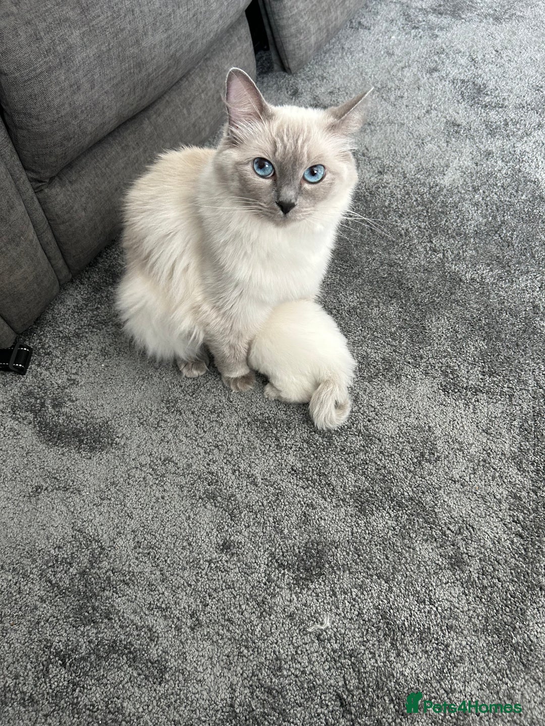 Ragdoll cats for sale: Fully health tested blue point rag doll  - Image 8