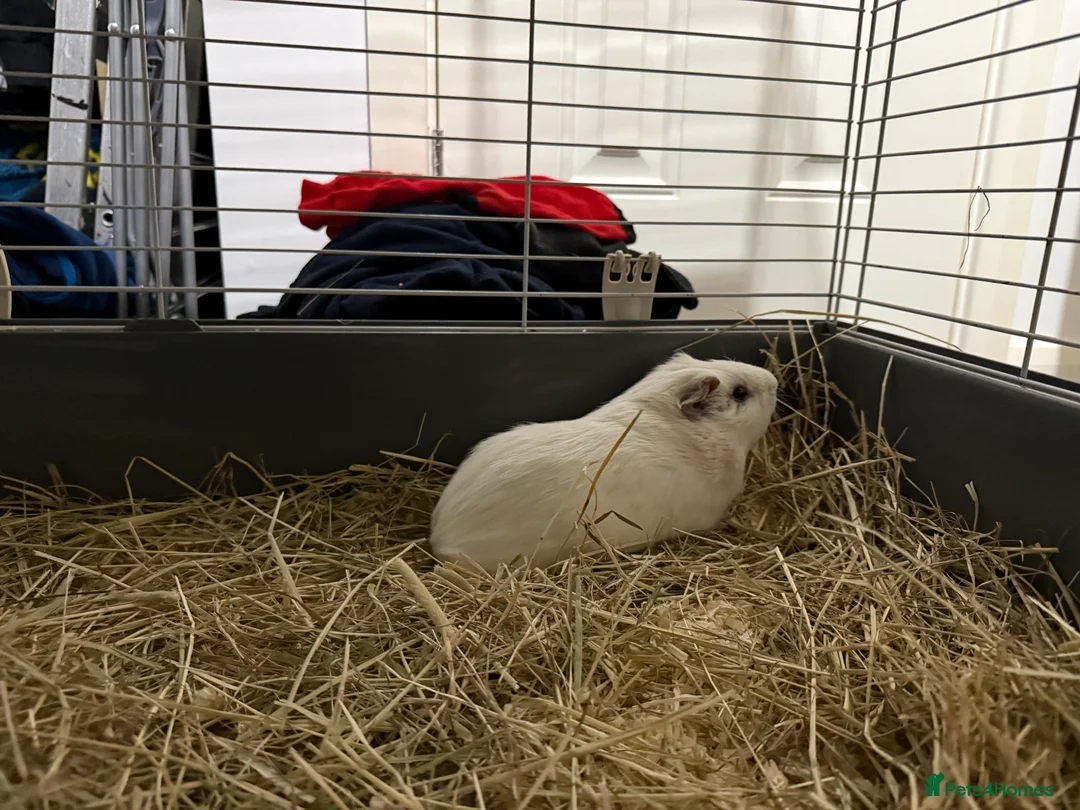 Guinea Pig rodents for sale: Guinea pig boars  - Advert 6
