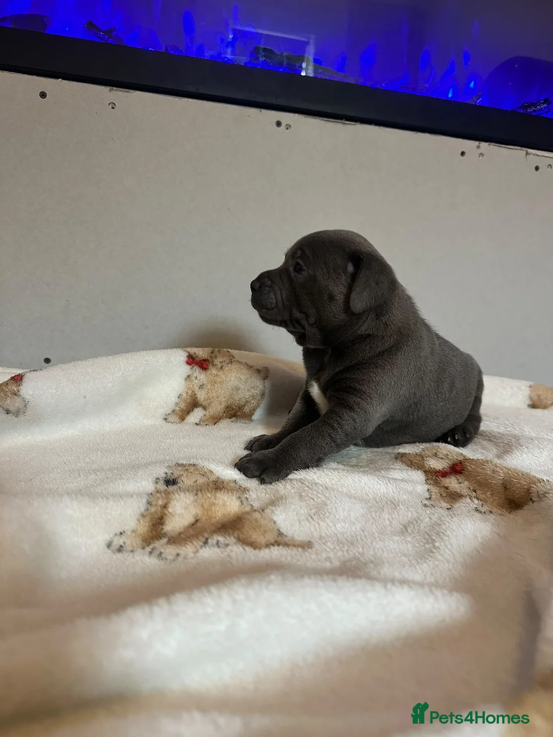 Staffordshire Bull Terrier dogs for sale: BEAUTIFUL BLUE STAFFY PUPPIES  - Advert 18