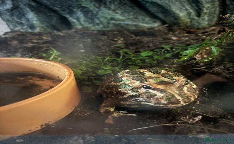 Frog reptiles - Advert 1