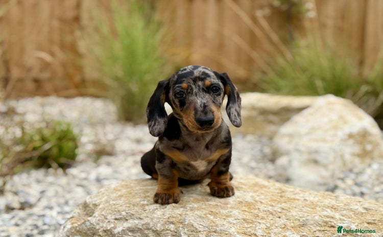 Miniature Dachshund dogs - Advert 11