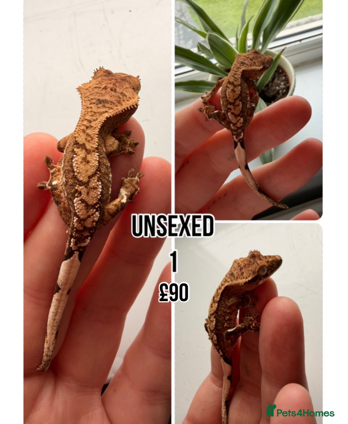 Gecko reptiles Stunning crested geckos - Advert 21