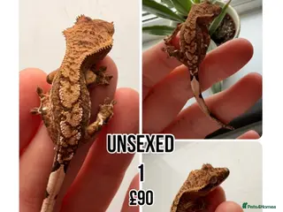 Gecko reptiles Stunning crested geckos - Advert 21