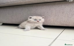 British Shorthair cats for sale: British Short Hair kittens x2 boys left  - Image 8