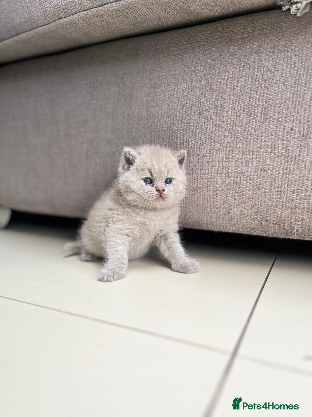 British Shorthair cats for sale: British Short Hair kittens x2 boys left  - Image 8