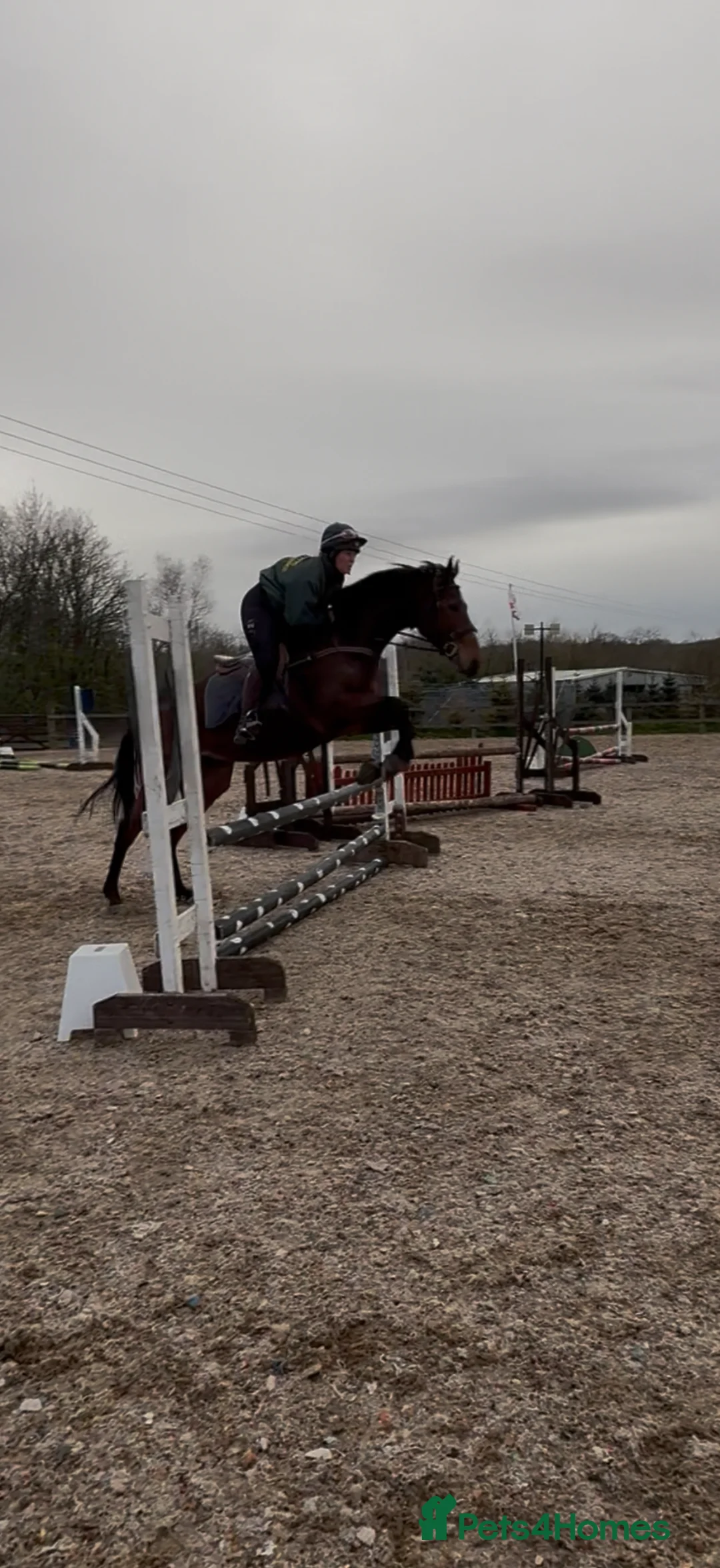 Irish Thoroughbred horses for sale: Rising 5 year old mare  - Advert 2