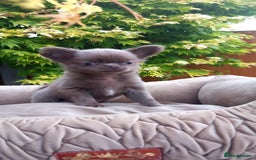 Chihuahua dogs for sale: Dna tested parents Lilac girl - Image 2