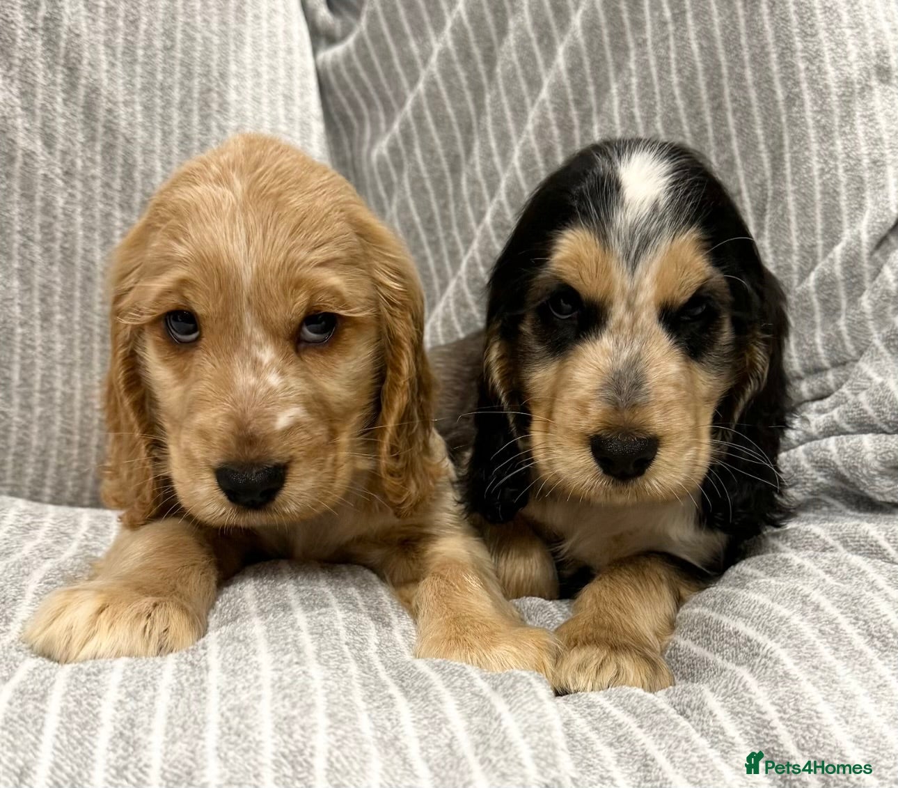 Cocker Spaniel dogs 🐶 Cocker Spaniel Puppies Ready Soon! 🏡 - Advert 6