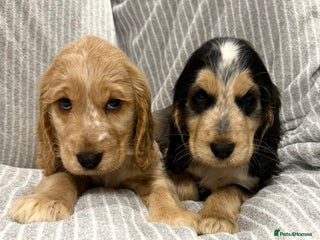 Cocker Spaniel dogs 🐶 Cocker Spaniel Puppies Ready Soon! 🏡 - Advert 6