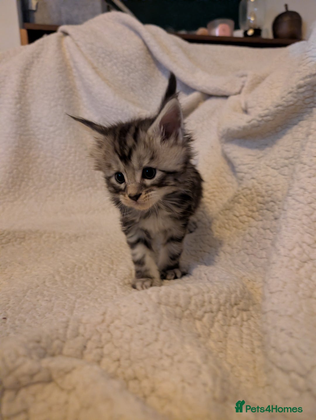 Maine Coon cats for sale: 6 Beautiful main coon kittens - Advert 10