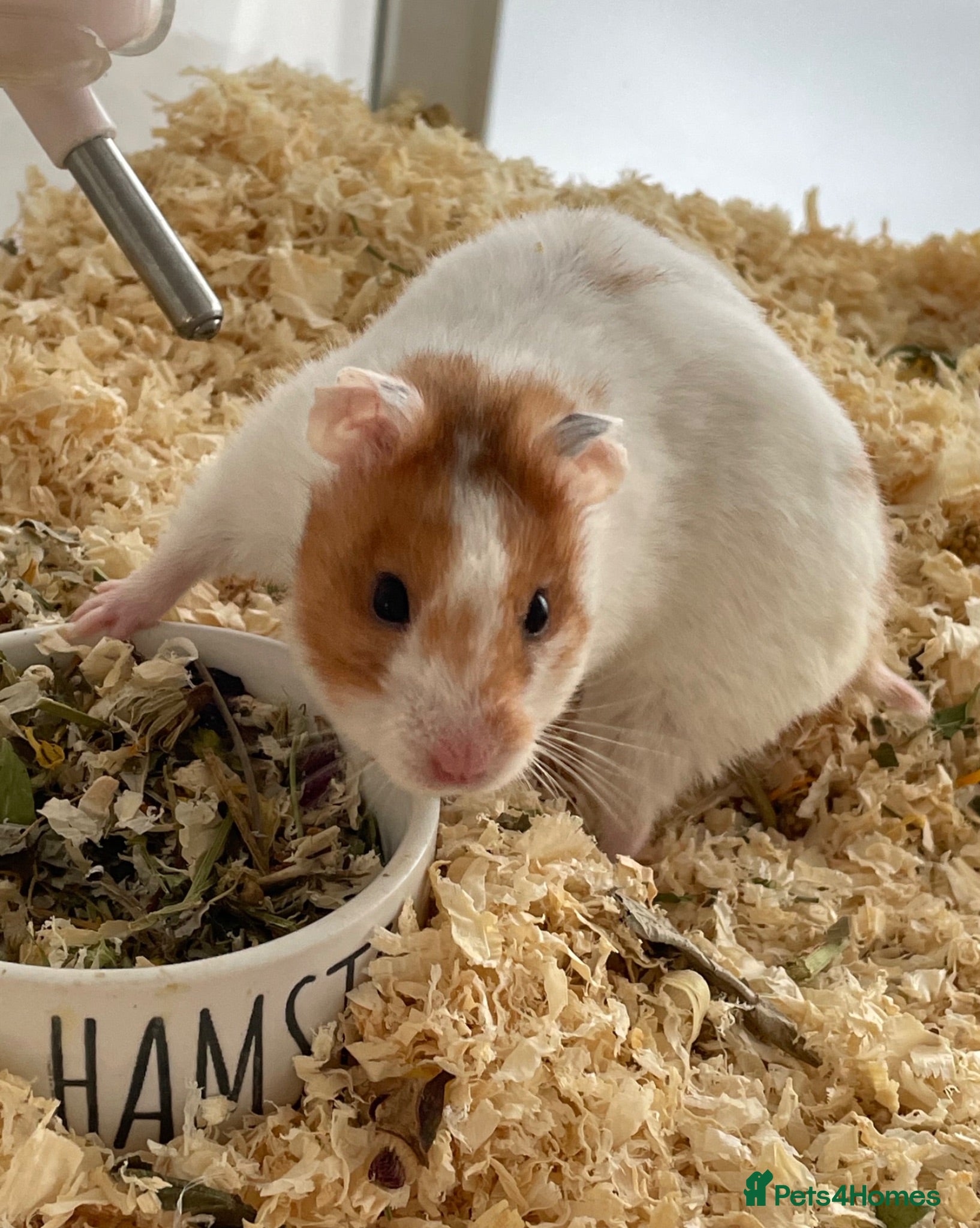 Hamster rodents female syrian hamster  - Advert 16