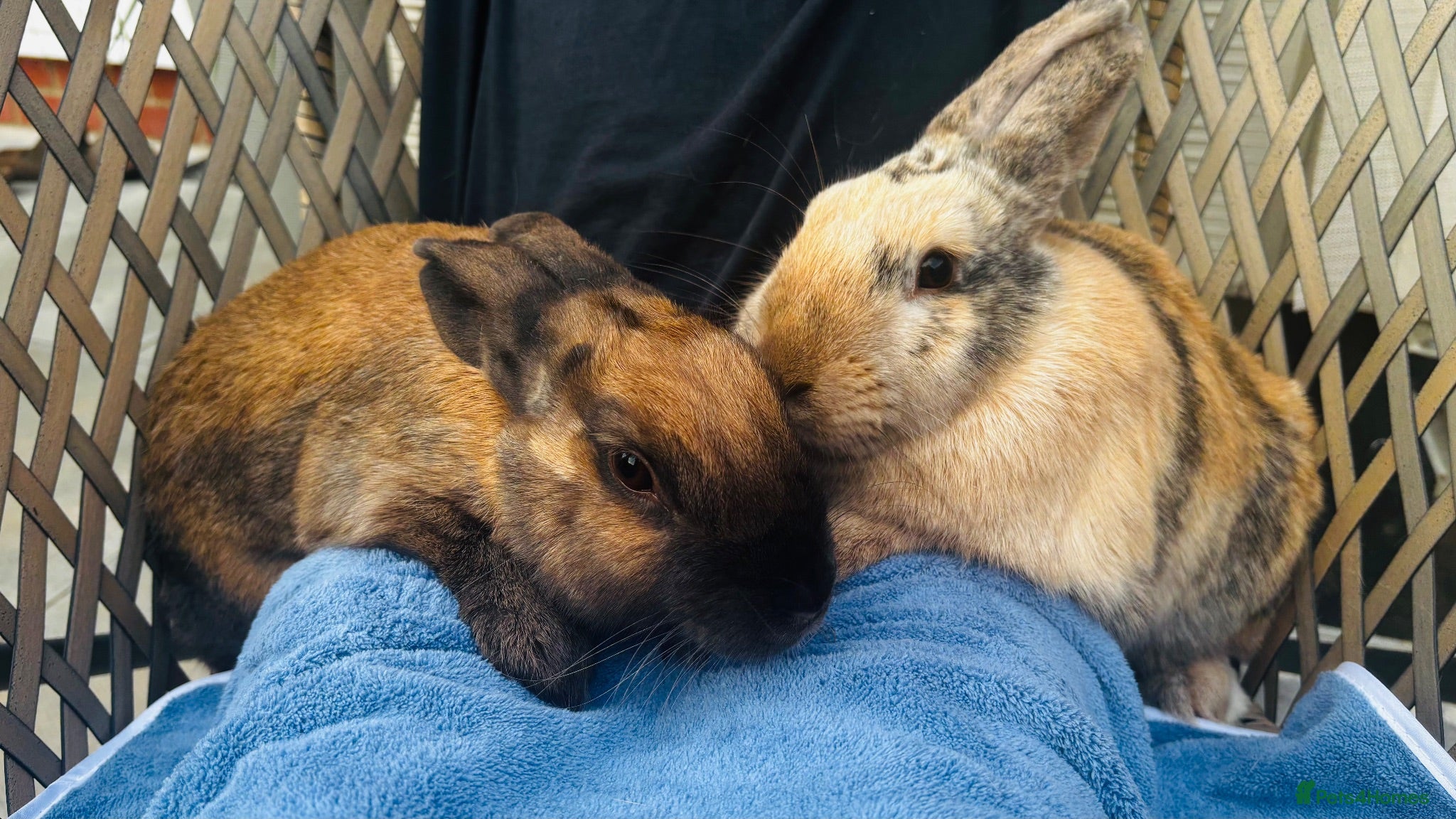 English Lop rabbits Peter & Benjamin - Advert 1