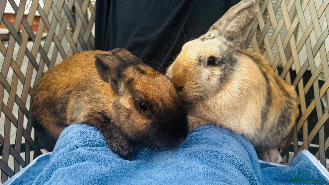 English Lop rabbits for sale: Peter & Benjamin in Northallerton - Advert 1