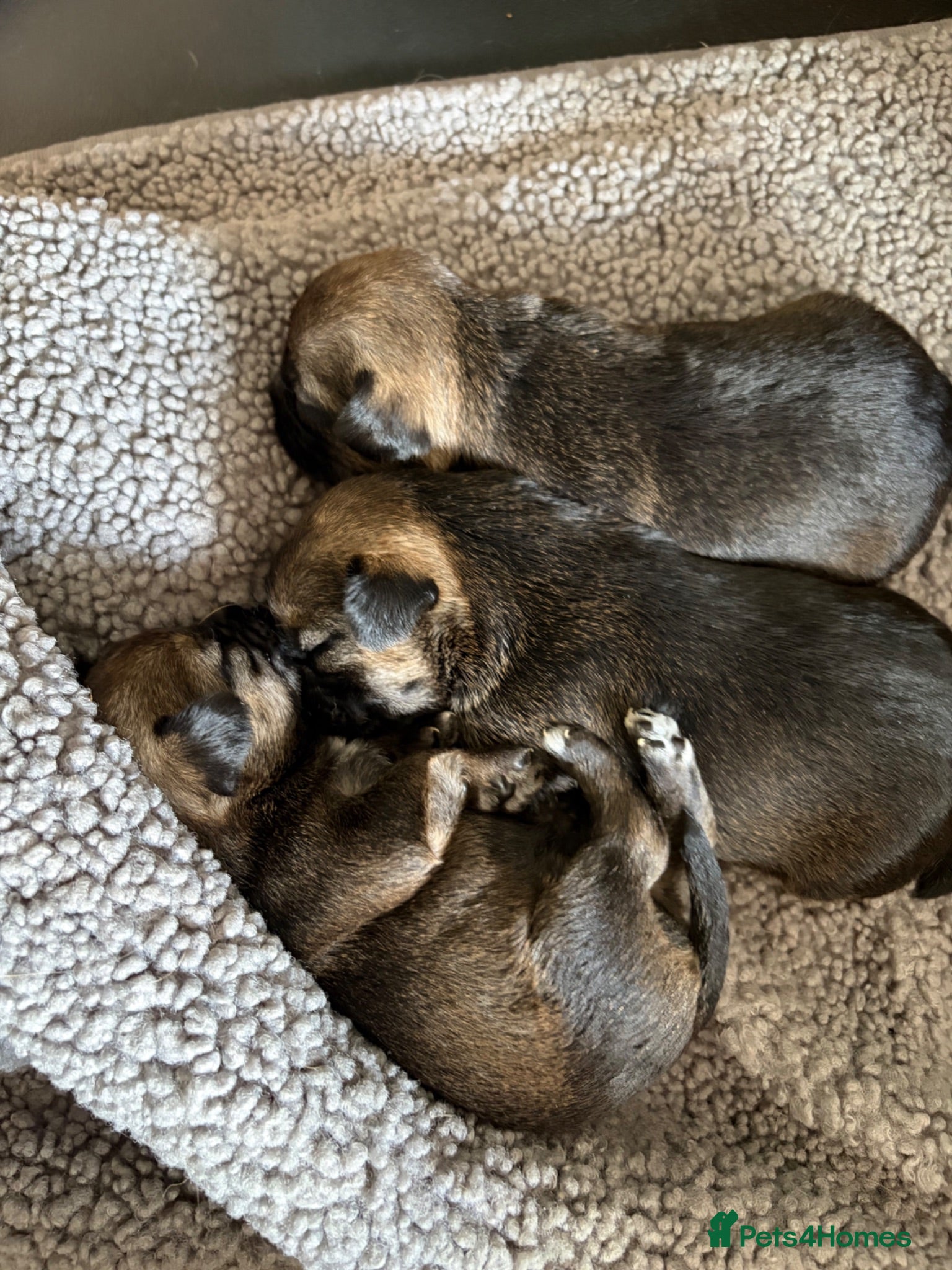 Border Terrier dogs KC Reg Border Terrier Pups - Advert 2