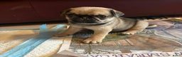 Pug dogs for sale: Stunning Pug Puppies - Advert 8
