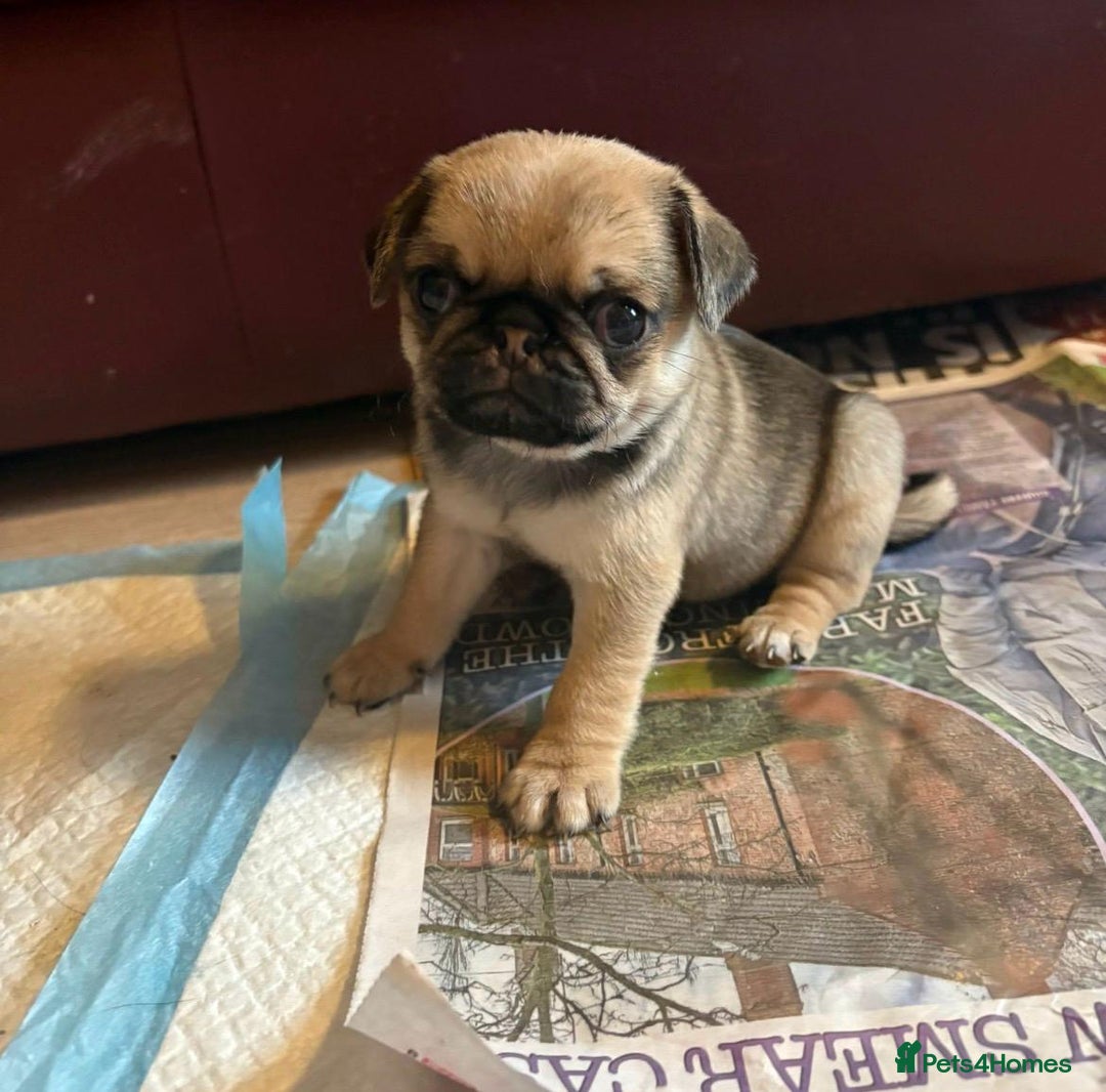 Pug dogs for sale: Stunning Pug Puppies - Advert 8