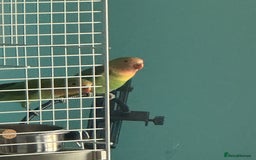 Lovebirds birds for sale: 4 Love birds for sale  - Image 2