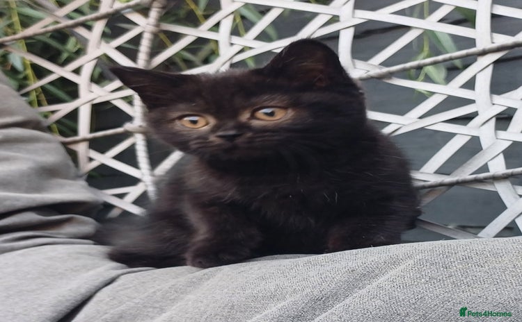 British Shorthair cats - Advert 15