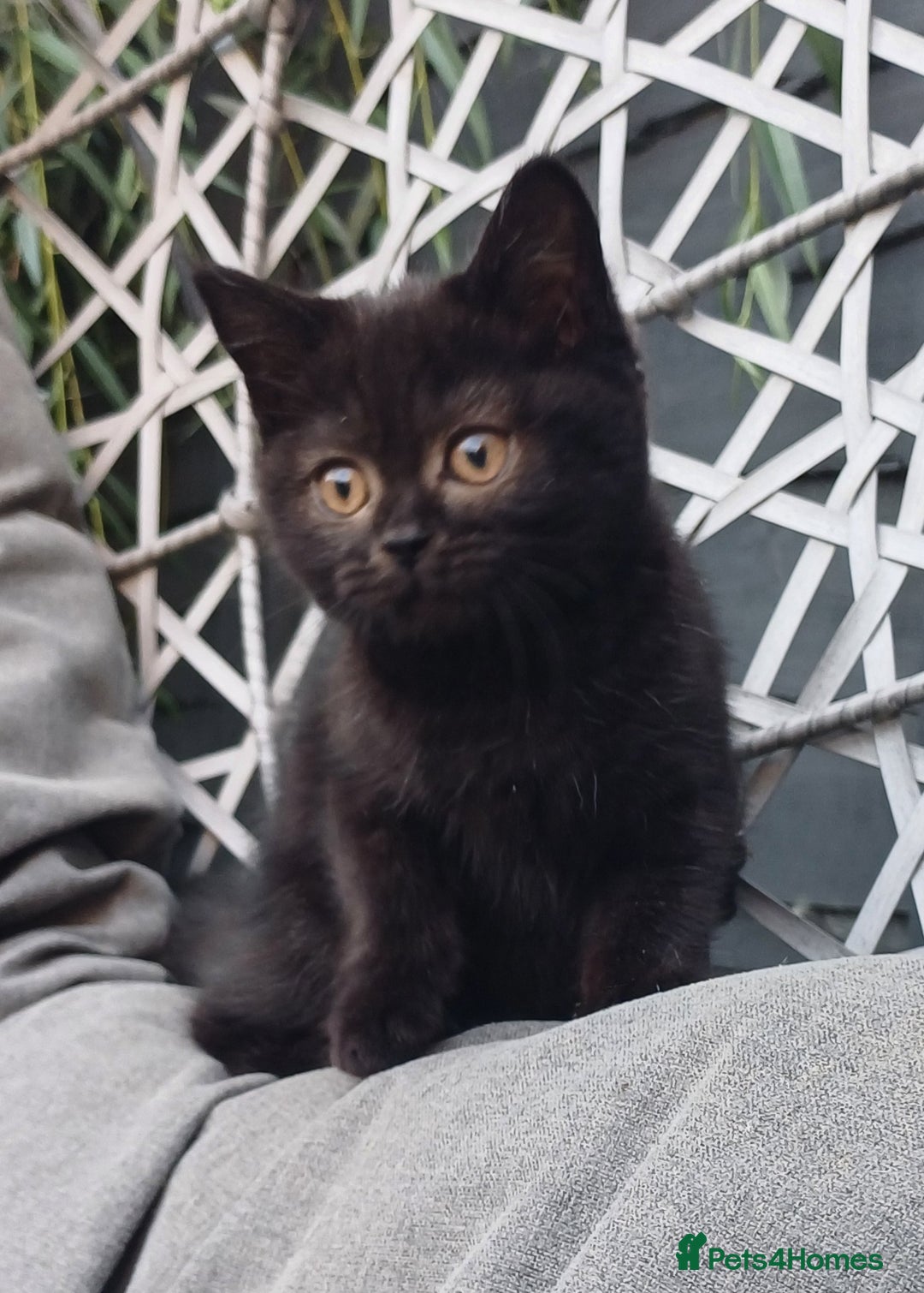 British Shorthair cats for sale: Ready now! Affectionate Black GCCF female - Image 2