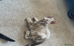 Bengal cats for sale: 🐾 TICA REGISTERED, READY TO LEAVE  😍😍 - Image 33