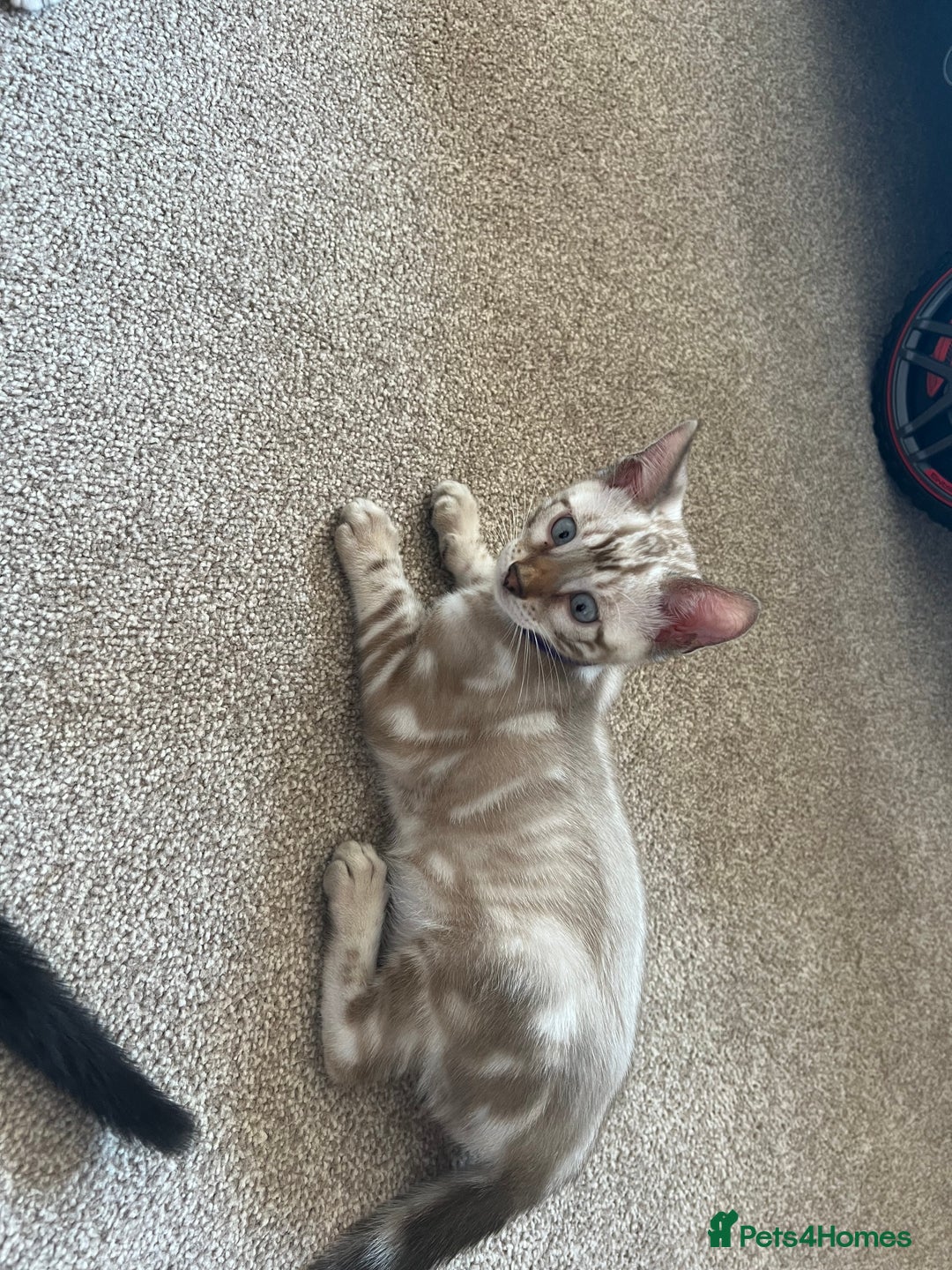 Bengal cats for sale: 🐾 TICA REGISTERED, READY TO LEAVE  😍😍 - Image 33