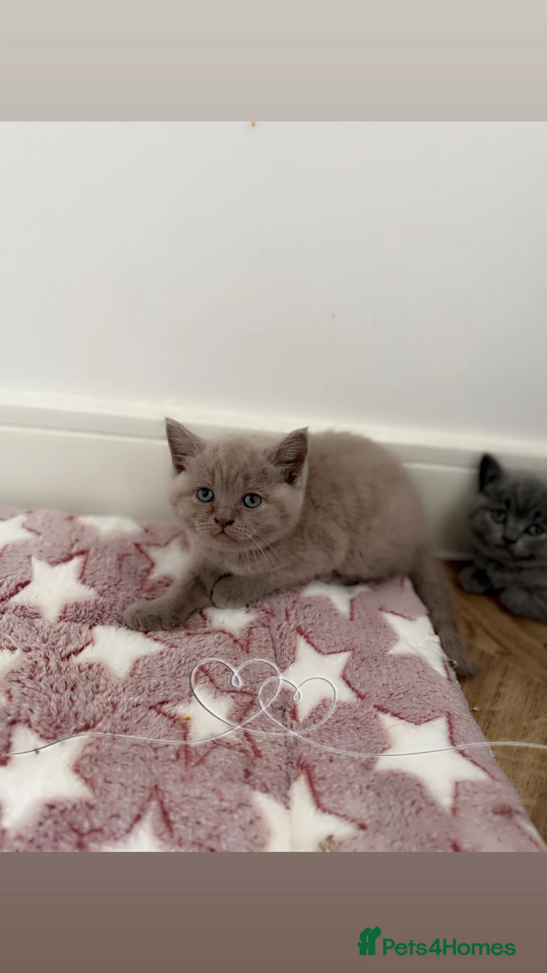 British Shorthair cats for sale: 3 Female British Shorthairs available for sale  in Oldham - Advert 2