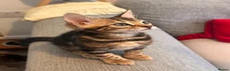 Bengal cats for sale: 2 Bengal kittens / girls for sale  - Advert 2