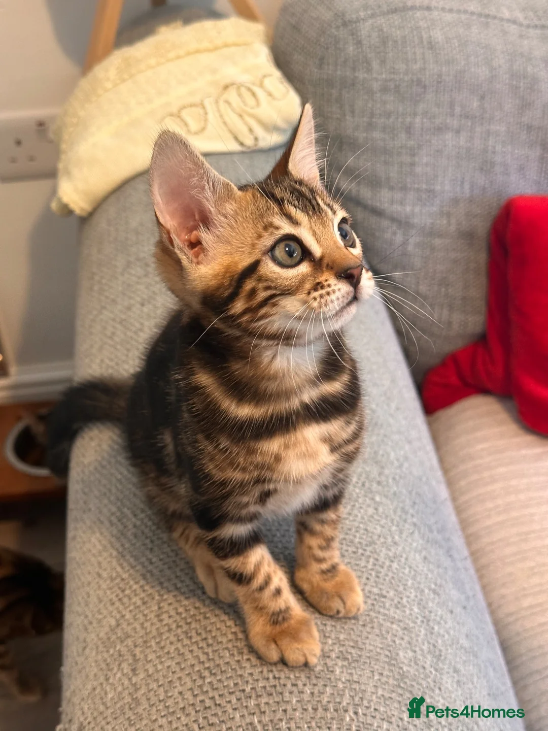 Bengal cats for sale: 2 Bengal kittens / girls for sale  - Advert 2