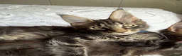 Maine Coon cats for sale: 🐾 Beautiful Maine Coon Kittens Forever Homes🐾 - Advert 11