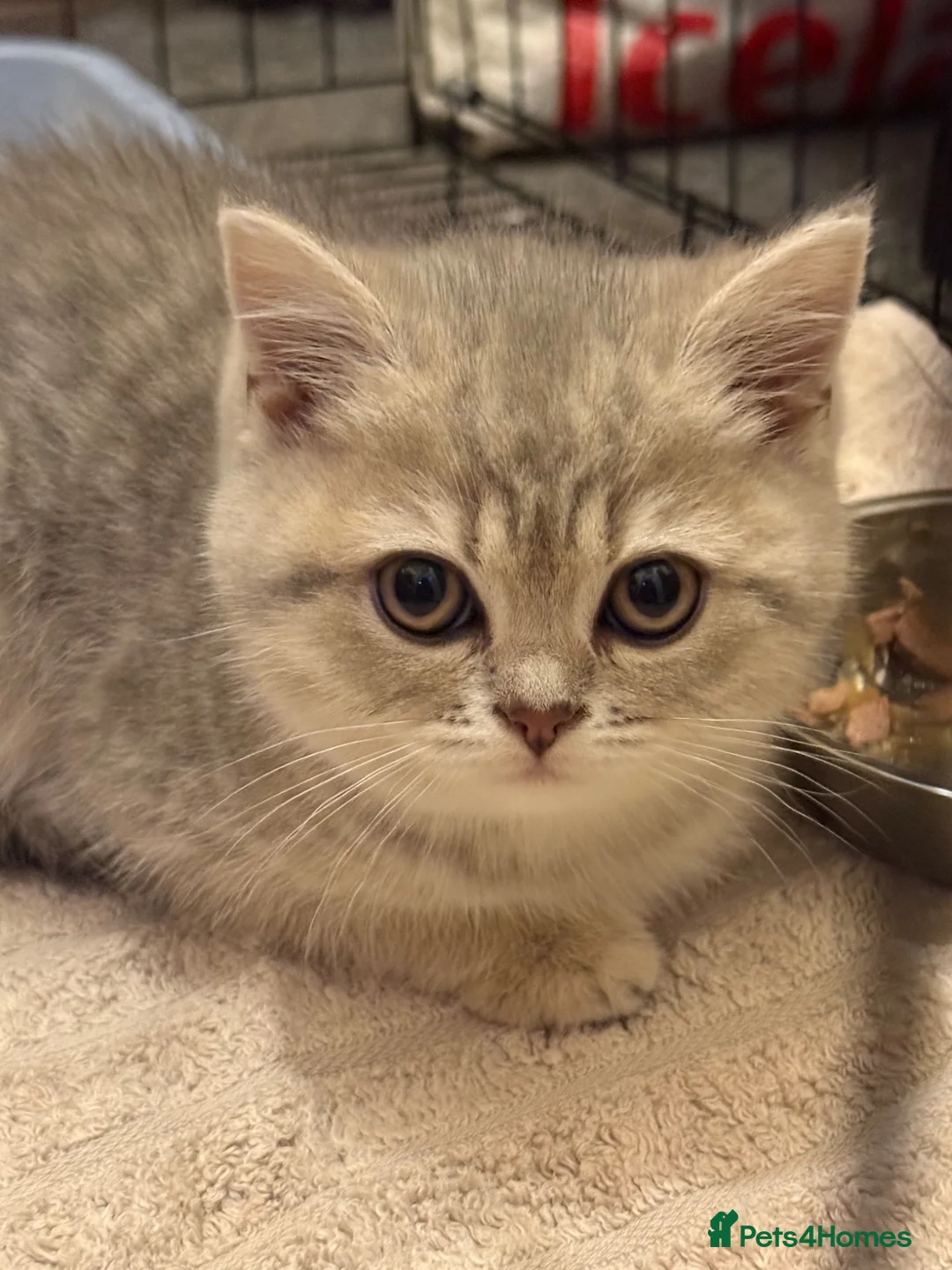 British Shorthair cats for sale: Beautiful British short hair - Advert 2